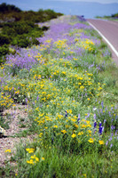 DBP_0508 webpeg ps