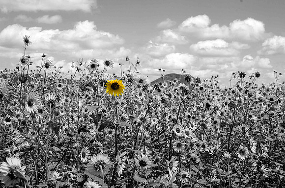 DBP_7226 bw
