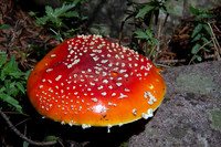 DBP_7184 PE