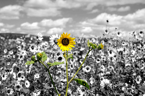 DBP_7231 bw