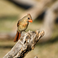 Red Creek